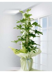 Schefflera Canlı Saksı Bitkisi