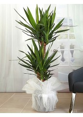Yucca Tropik Canlı Saksı Bitkisi
